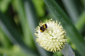 Bee