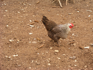 Broiler rooster in the poultry yard