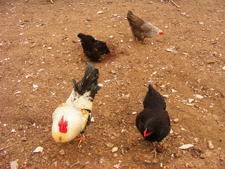Various free range chickens feeding at farm
