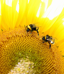 bumblebee sits on a yellow flower. Macro photo