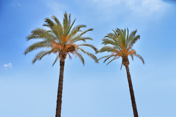shot of palm trees