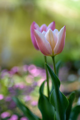 Amorous Dance - two spring tulips together with delicate bokeh