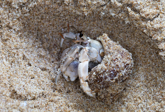 small hermit crab