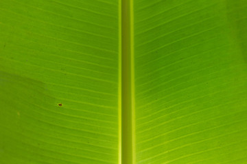 Banana leaf detail