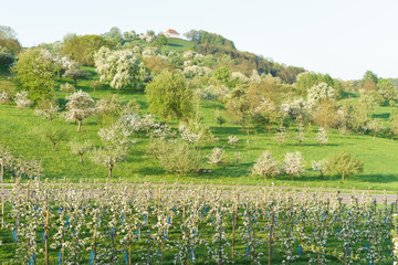 Fototapeta premium Obstblüte im Frühling auf der Streuobstwiese