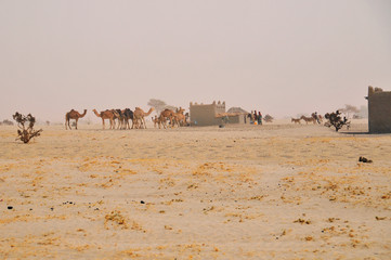 Fototapeta na wymiar Village on the area of the Sahara desert in north Chad 