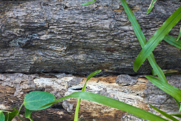 Wood texture with green leaf