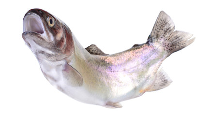 Fototapeta premium Fish trout