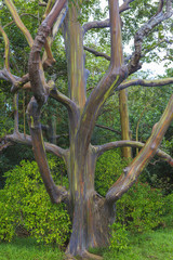 Colored rainbow eucalyptus in Hawaii islands