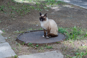 Siamese cat sits on the lid of a well