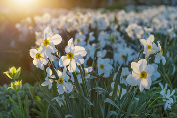 Field of blooming daffodils in park. Nature background. Evening light