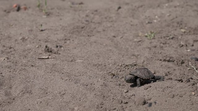 Little tortoise is walking on the ground