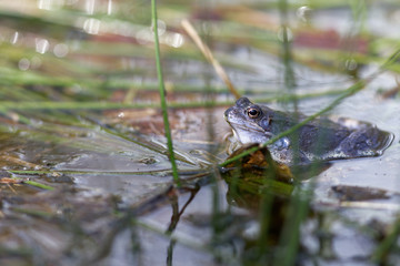Moorfrosch