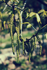 blossoming walnut in spring