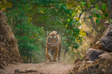 A handsome male tiger on an evening stroll, Ranthambore National Park