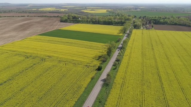 Colorful yellow spring crop of canola with road