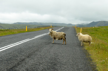 Three sheep, escaped from the fence, are crossing the road near Vik in Iceland, on a cloudy afternoon. The older one, with the wasted and dirty fur, is checking the arrival of the cars