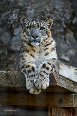 見つめるユキヒョウ