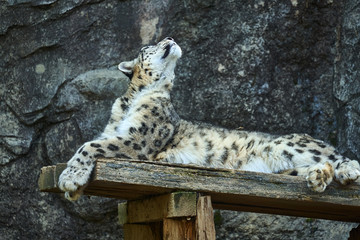 においを嗅ぐユキヒョウ