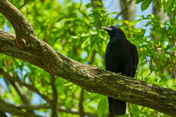 緑の中のカラス