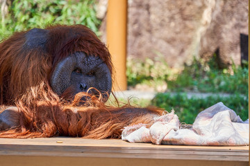 見つめるオランウータン