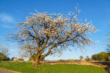 Großer alter Kirschbaum in Blüte im Frühling