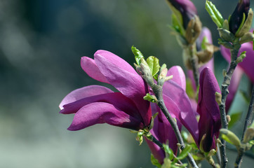 Magnolia Sulange at spring.
