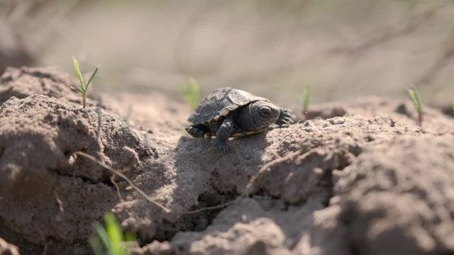 Little tortoise is walking in the sunlight