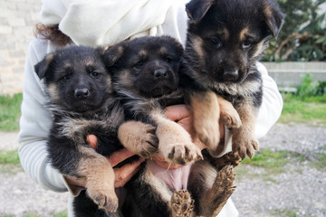 Shepherd puppys - pastore tedesco cuccioli