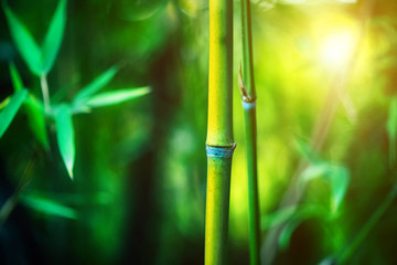 Fototapeta na wymiar Bamboo Forest. Growing bamboo border design over blurred sunny background. Nature backdrop