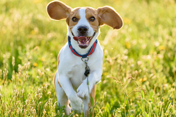 Beagle dog running outdoors