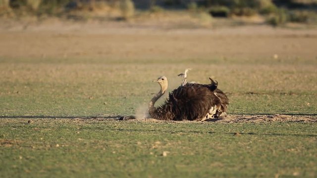 An ostrich (Struthio camelus) taking a dust bath, Kalahari desert, South Africa