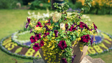 A flower decoration behind The display, which can be viewed in the city’s Parade Gardens, is made up of around 8,000 of plants and flowers and features a rugby player about to kick a ball