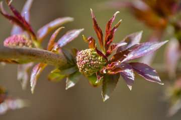 Bordeaux young leaves on bush branch close-up.