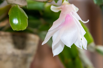 White-pink blooming Christmas cactus (Schlumbergera) in flower pot
