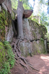 tree,nature,wood,green,landscape,trunk,rock,moss,forest