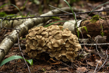 Mushroom Grifola frondosa. Summer wood. A maitake mushroom  the ram growing in the summer wood.