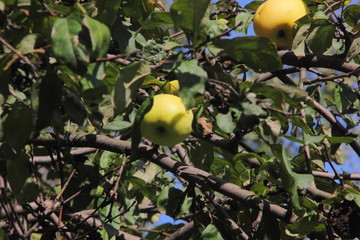 The apples hanging on an apple-tree in an autumn garden.