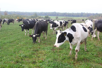 Herd of the cows who are grazed on a summer meadow.