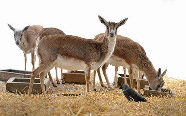 Persian gazelle (Gazella subgutturosa subgutturosa)