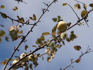 Green apples on tree