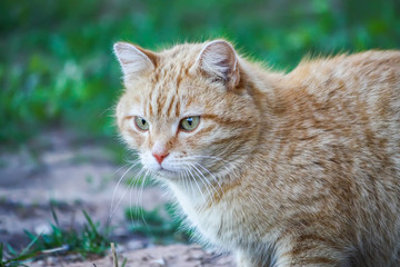 Naklejka na ściany i meble Young active red cat with green eyes on summer grass background in a country yard.