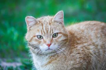 Naklejka na ściany i meble Young active red cat with green eyes on summer grass background in a country yard.