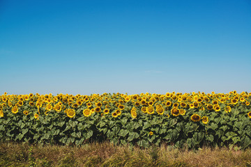 Beautiful sunflower field under blue sky background.