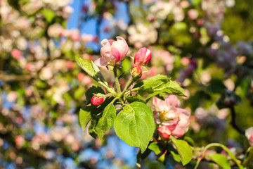 Blooming apple tree at spring in the countryside.