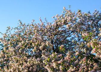 Blooming apple tree at spring in the countryside.