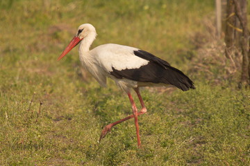 White stork in a vineyard in Austria
