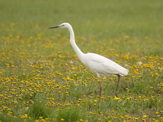 Eastern great egret at Lake Neusiedl in Burgenland in Austria
