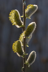 Twig with catkins of a pussy willow
