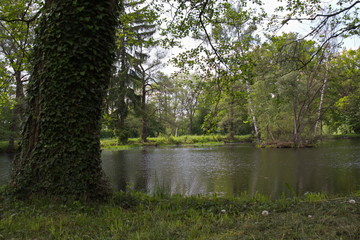 Fototapeta na wymiar Pond at Bystrice in Bohemian Forest in Czech Republic 